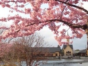 なばなの里　しだれ梅