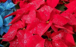 ラメ入りポインセチア