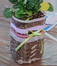 ペットボトル菜園