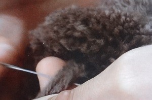 動物ぽんぽん　くまの耳