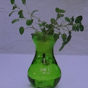 クレソンの水耕栽培