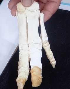 骨格標本（豚足）