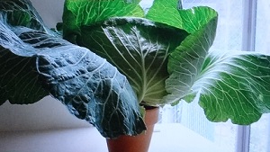 キャベツのイエナカ菜園