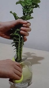 大根の葉のイエナカ菜園