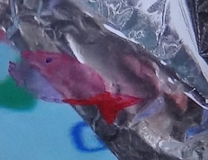 ペンで描いた魚アルミホイル