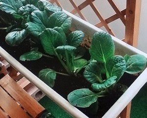 小松菜家庭菜園