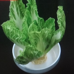 白菜ならぬ緑菜