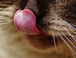 猫の舌