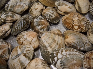あさイチ：ホンビノス貝の万能タレのレシピ！ご飯のお供にも