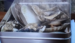 【青空レストラン】アコヤ貝の貝柱のお取り寄せ！愛媛県宇和島市