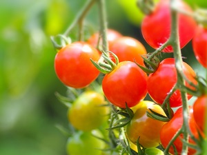 ゲンキの時間 家庭菜園：牛乳パック菜園のやり方やミニトマトの育て方