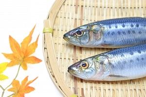 【サラメシ】魚のはく製オガワアートコレクション！依頼方法やインスタの紹介
