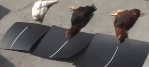 にわとり、ニワトリ