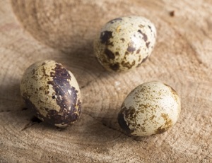 ヒルナンデス うずらの卵で恐竜の卵のレシピ お弁当 ユッキーナ 大島 生活の泉