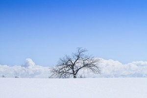 北海道、雪
