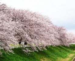 桜、花見