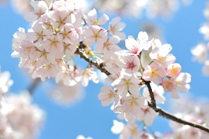 幸手権現堂桜堤で菜の花も楽しめる 関東 桜の絶景名所スポット ヒルナンデス 生活の泉