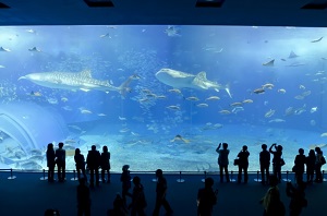 【マツコの知らない世界】北の大地の水族館（北海道北見市）！世界初が2つ：滝つぼ水槽＆冬に凍る水槽