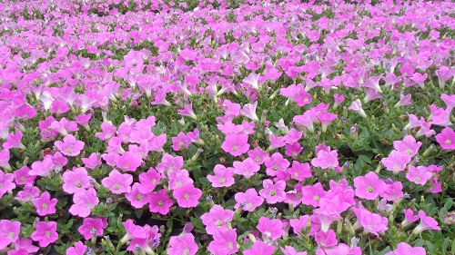 ひるがのピクニックガーデン