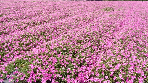 ひるがのピクニックガーデン
