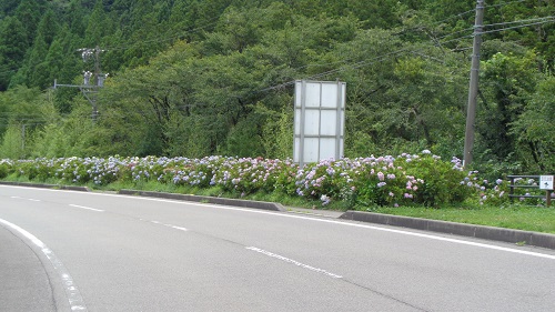 板取村のあじさい