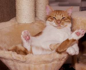 【ヒルナンデス】SNSで人気の癒やしのネコ動画ベスト8！〇〇にびっくりの猫ちゃん