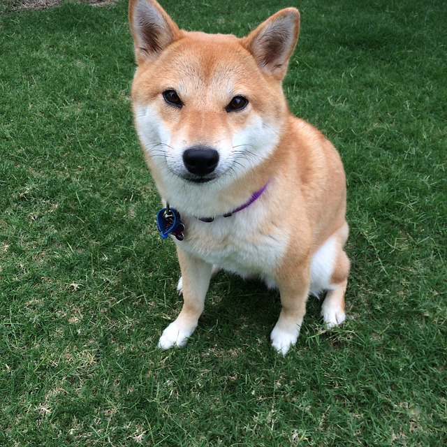 【DayDay.】待てができずじわじわ前進するしば犬の動画！