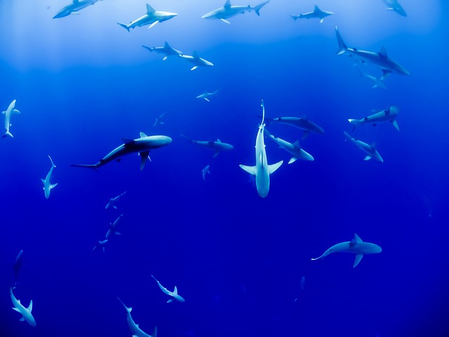 魚、水族館